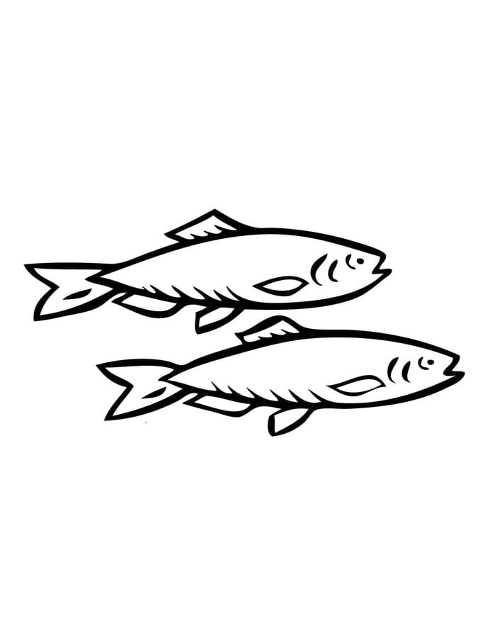 Coloring pages: Herring