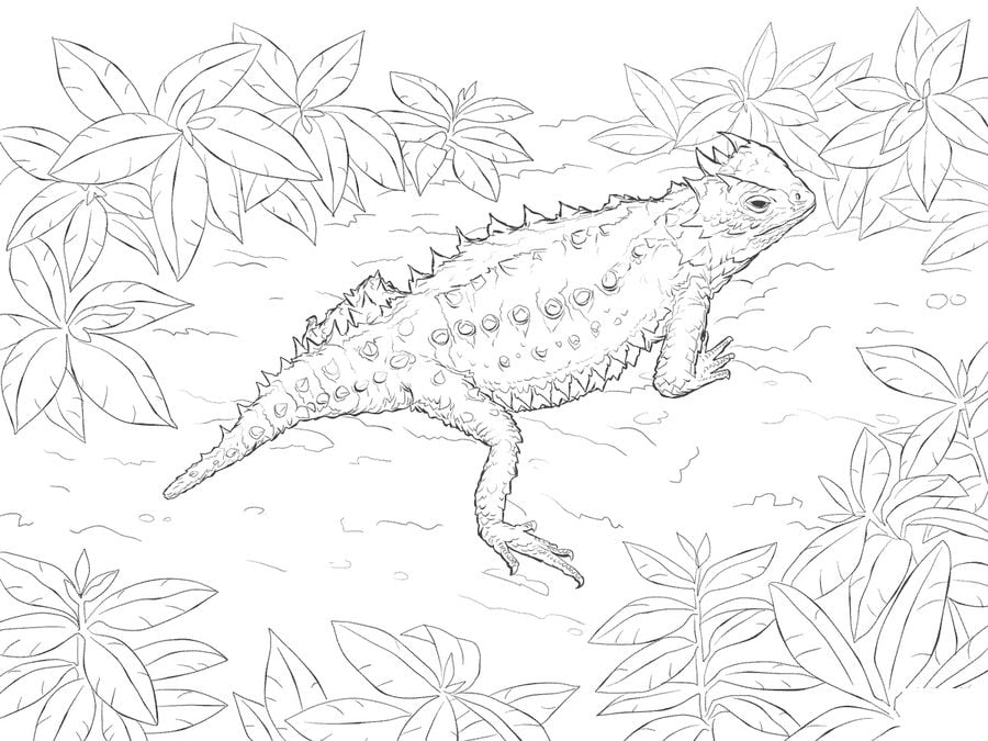 Coloriages: Lézards à cornes