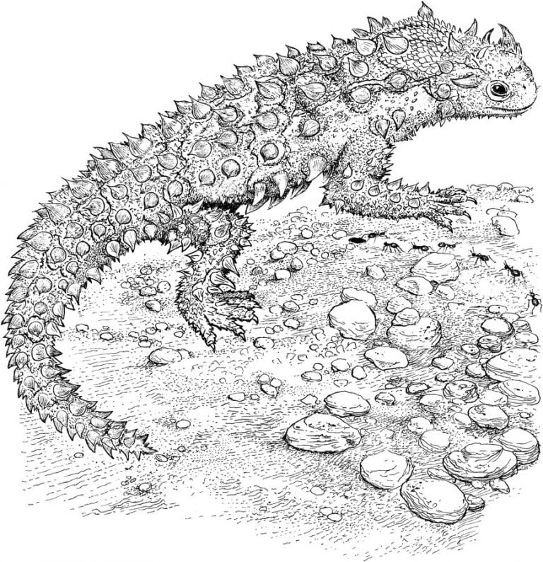 Coloring pages: Horned lizard, printable for kids & adults, free