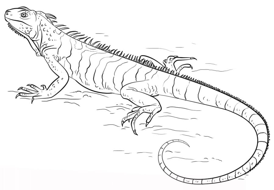 Coloring pages: Iguana