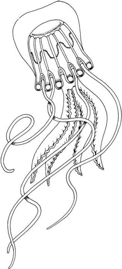 Dibujos para colorear: Medusas 1