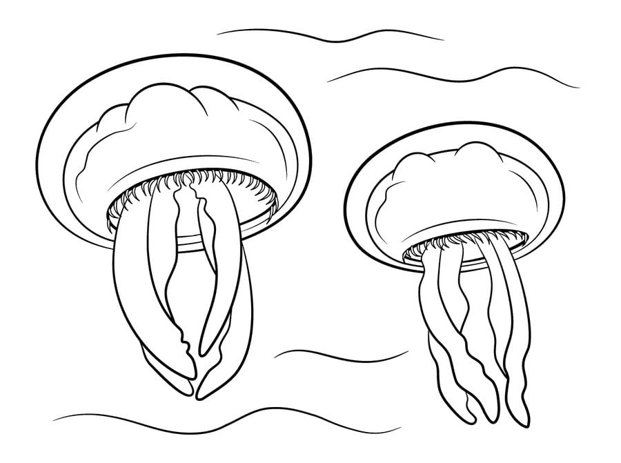 Coloring pages: Jellyfish