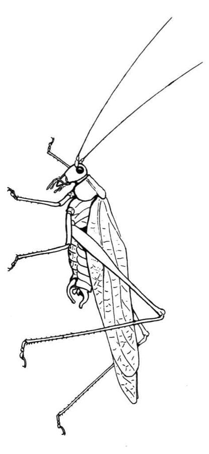 Dibujos para colorear: Tettigoniidae