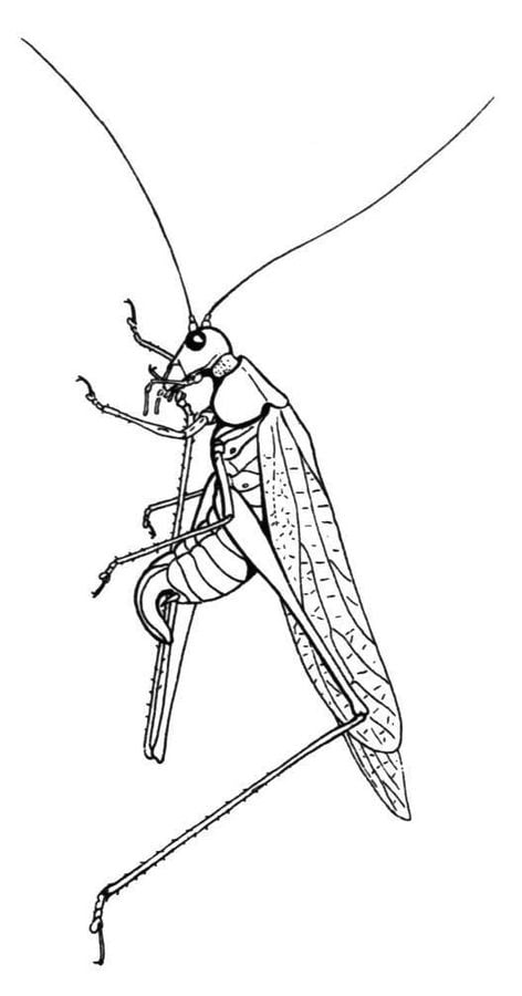 Dibujos para colorear: Tettigoniidae