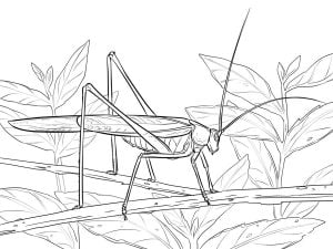 Coloring pages: Katydid, printable for kids & adults, free