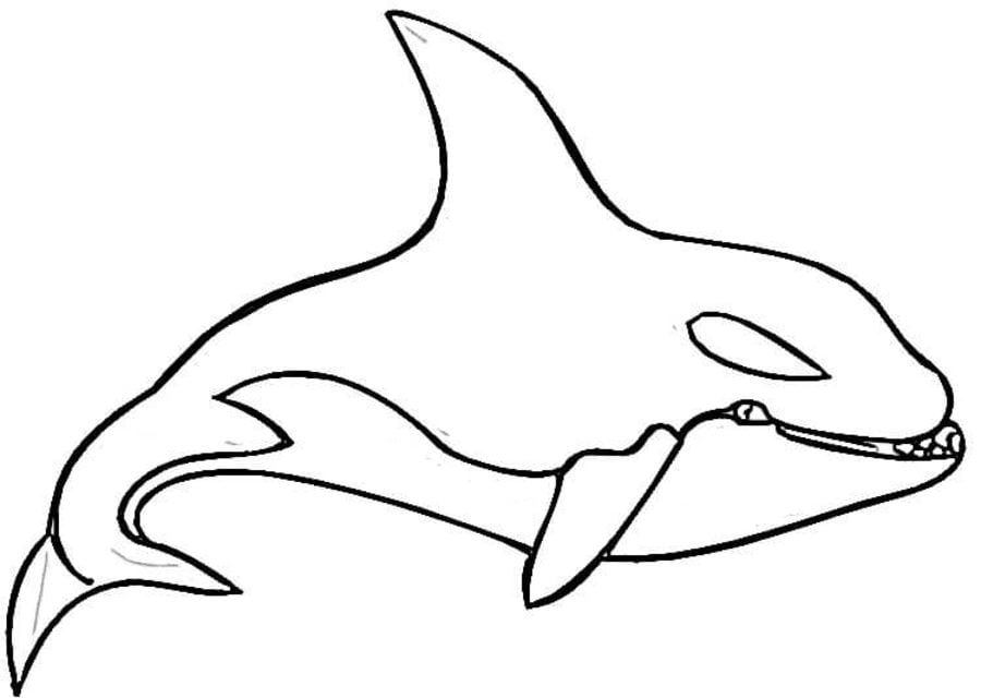 Ausmalbilder: Killerwal