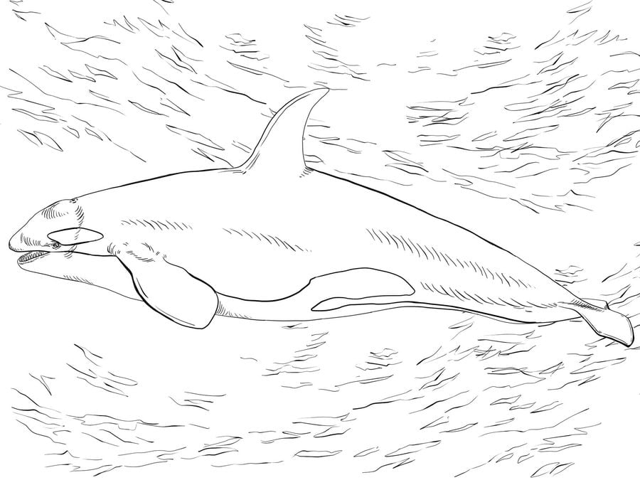 Coloring pages: Killer whale