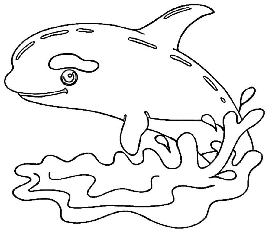 Disegni da colorare: Balena assasina