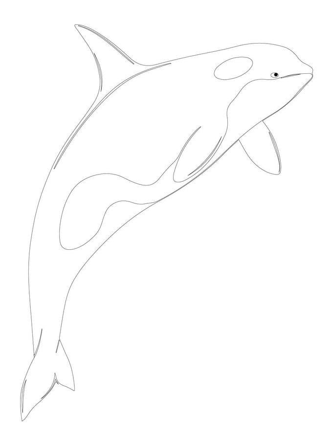 Coloring pages: Killer whale
