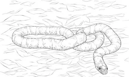 Coloring pages: Kingsnake