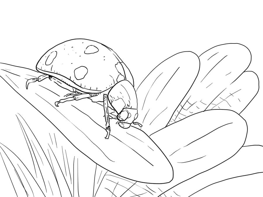 Coloring pages: Ladybug