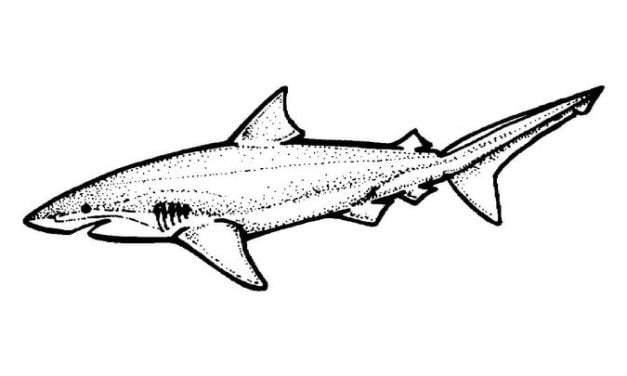 Dibujos para colorear: Tiburón limón