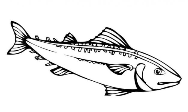 Coloring pages: Mackerels