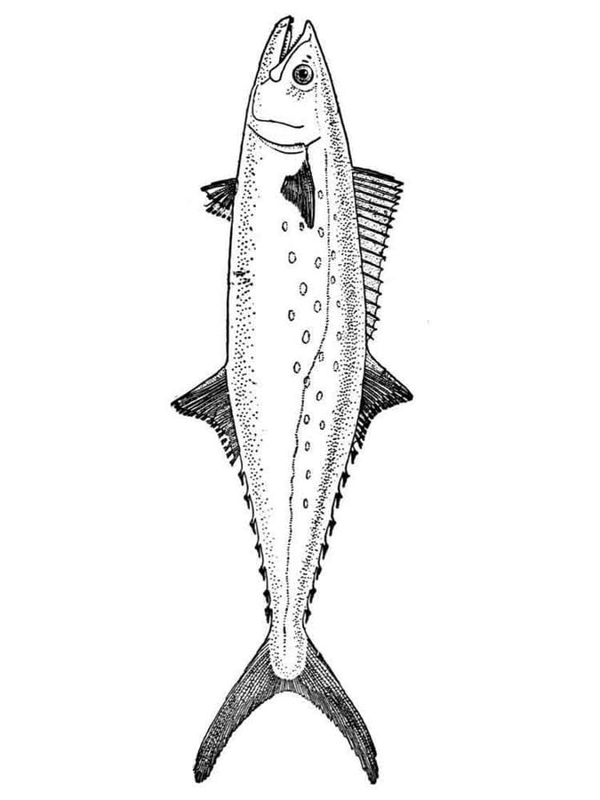 Coloring pages: Mackerels