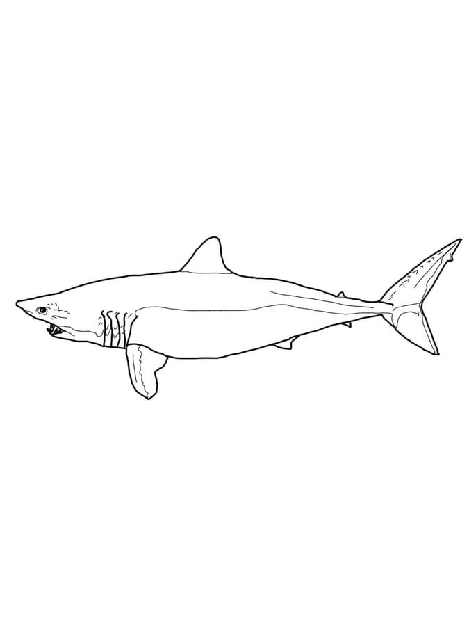 Dibujos para colorear: Tiburones mako