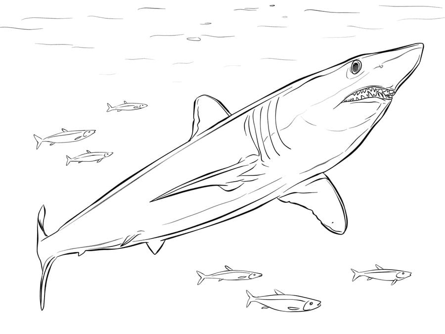 Dibujos para colorear: Tiburones mako
