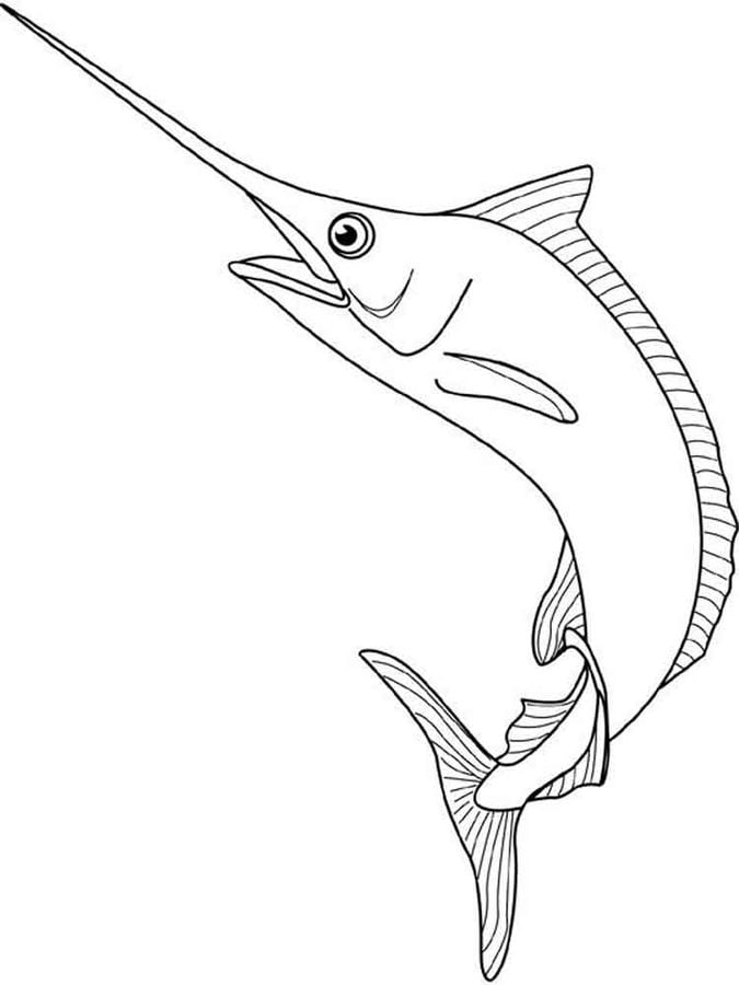 Coloring pages: Marlin 4