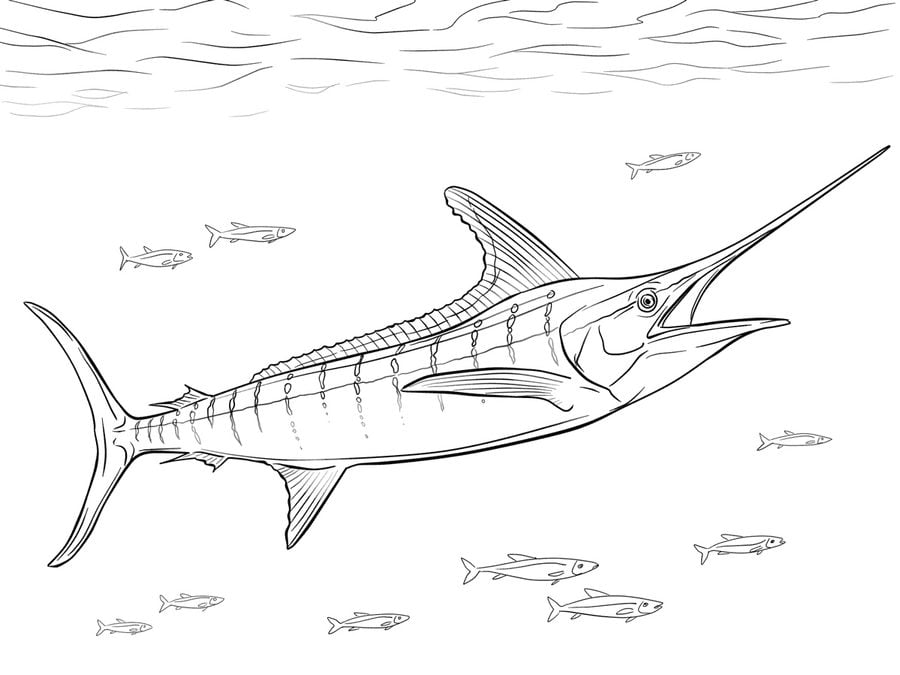 Coloring pages: Marlin 7
