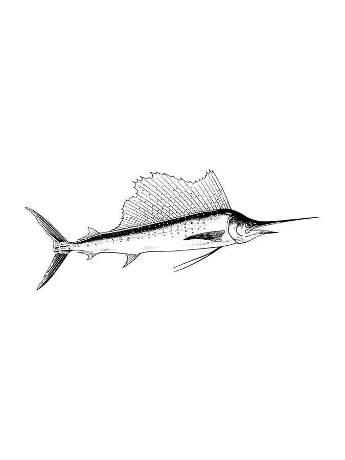 Coloring pages: Marlin