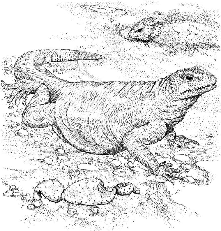 Coloring pages: Monitor lizard, printable for kids & adults, free