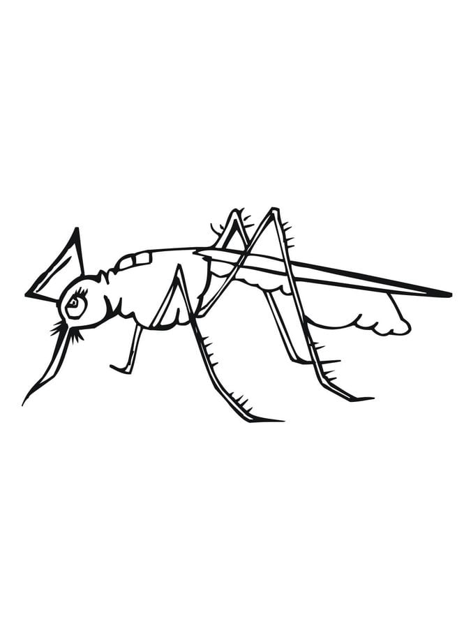 Ausmalbilder: Stechmücke