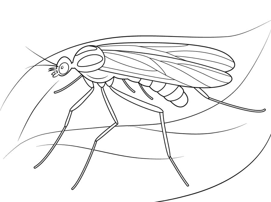 Coloring pages: Mosquito