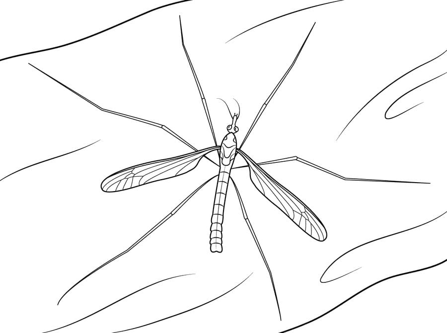 Coloring pages: Mosquito