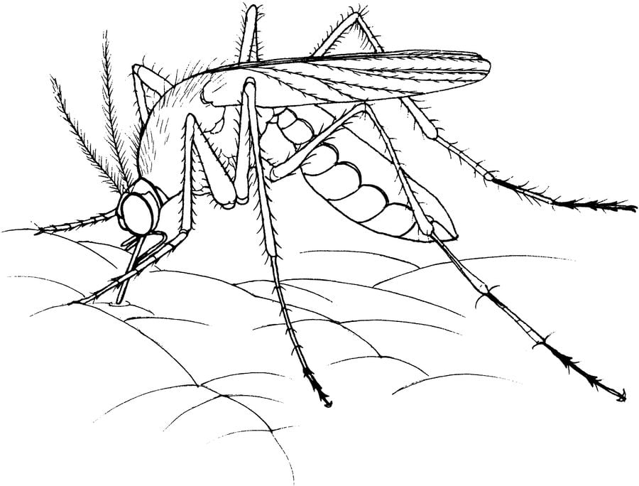 Dibujos para colorear: Mosquito