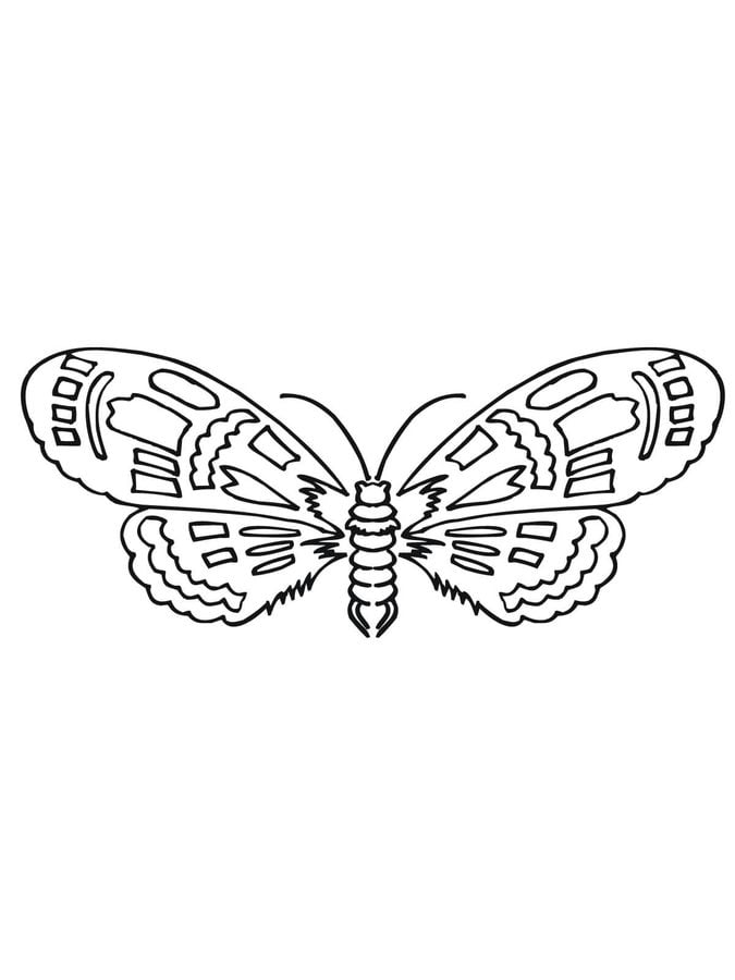 Coloring pages: Moth