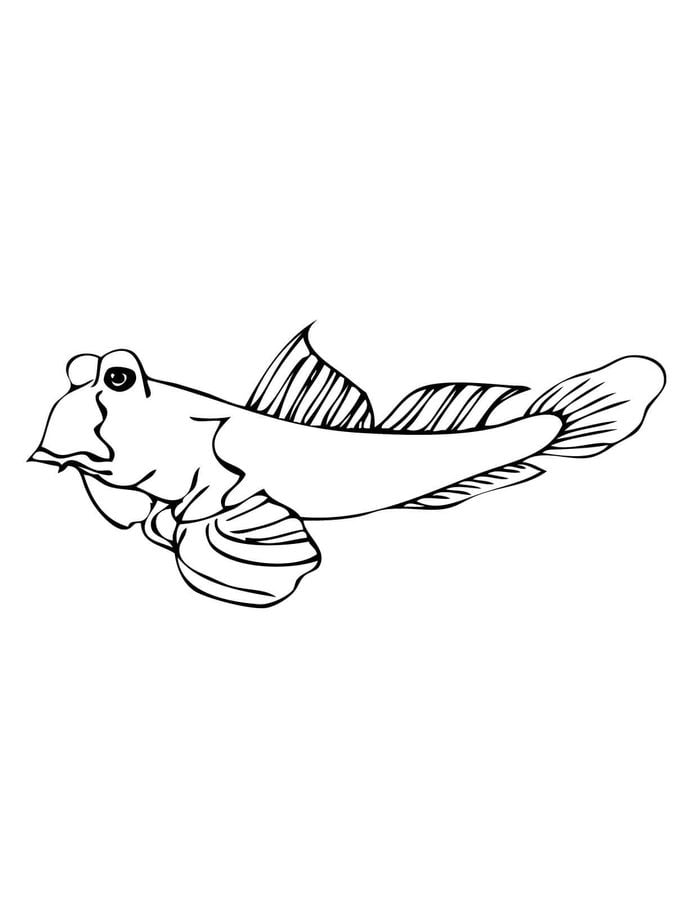 Coloring pages: Mudskipper