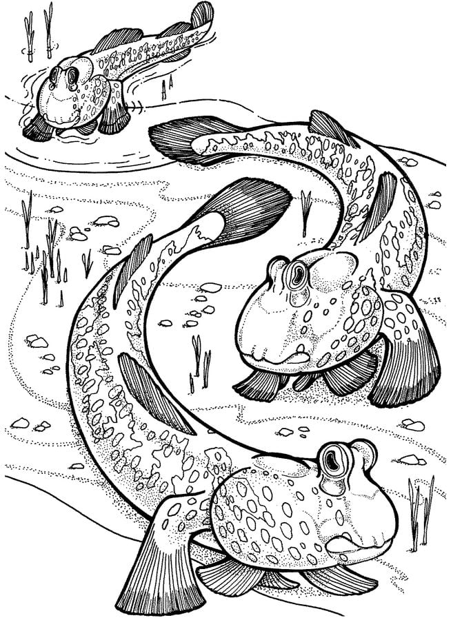 Coloring pages: Mudskipper