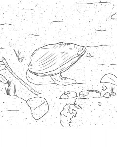 Coloring pages: Mussel, printable for kids & adults, free