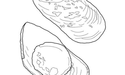 Coloring pages: Mussel