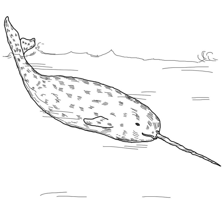 Coloring pages: Narwhal
