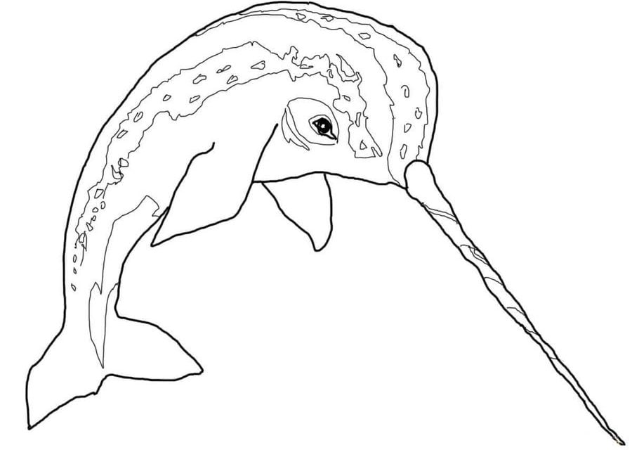 Cute Baby Narwhal Coloring Pages Sketch Coloring Page