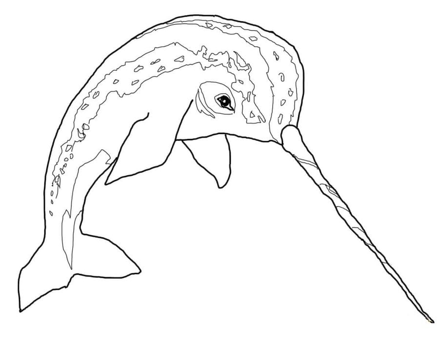 19 Coloring Page Narwhal EthelClarence