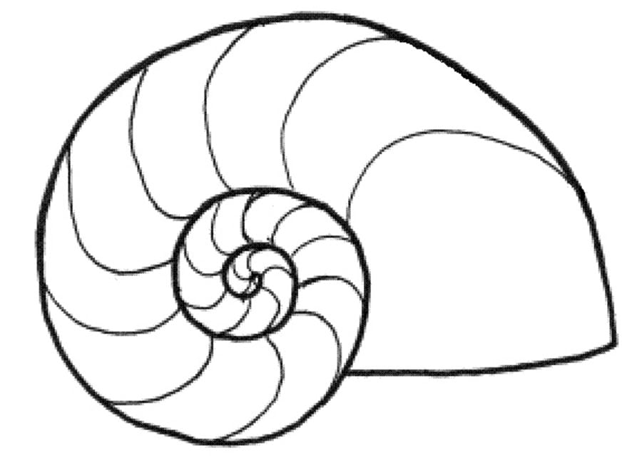 Coloring pages: Nautilus
