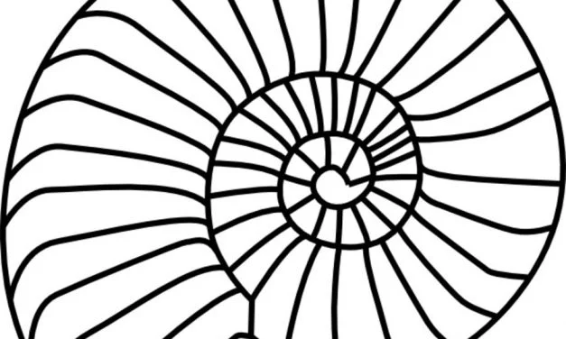 Coloring pages: Nautilus