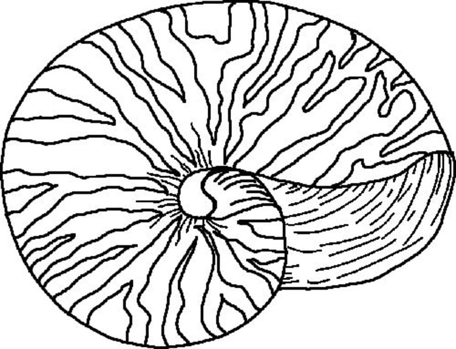 Coloring pages: Nautilus