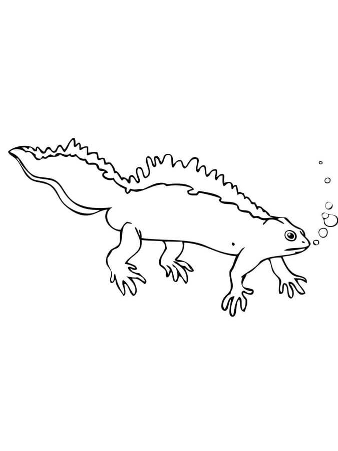 Coloring pages: Newt