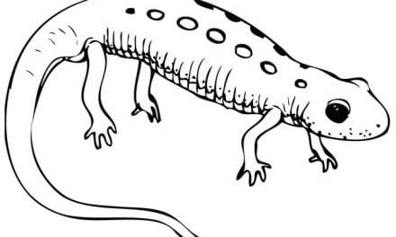 Coloring pages: Newt