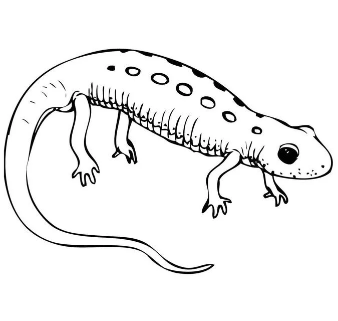 Disegni da colorare: Tritone