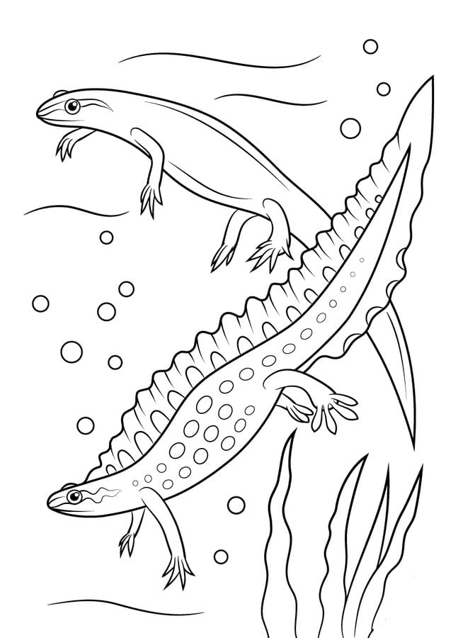 Coloring pages: Toads