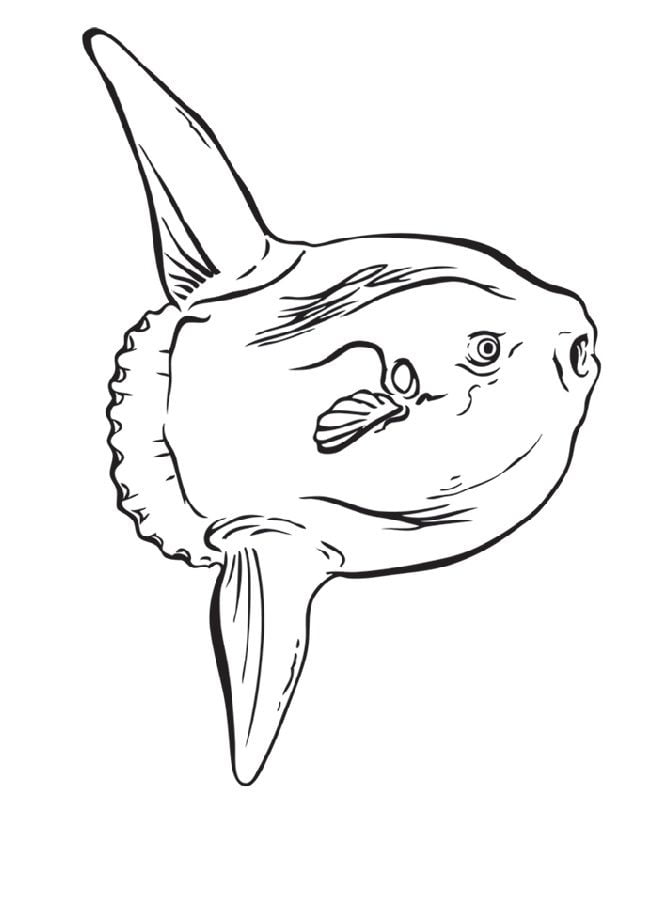 Coloring pages: Ocean Sunfish