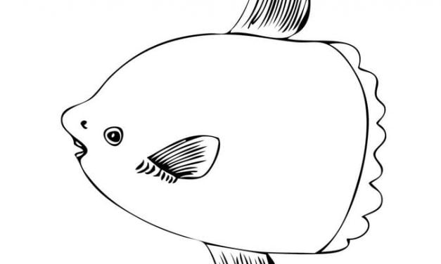 Coloring pages: Ocean Sunfish