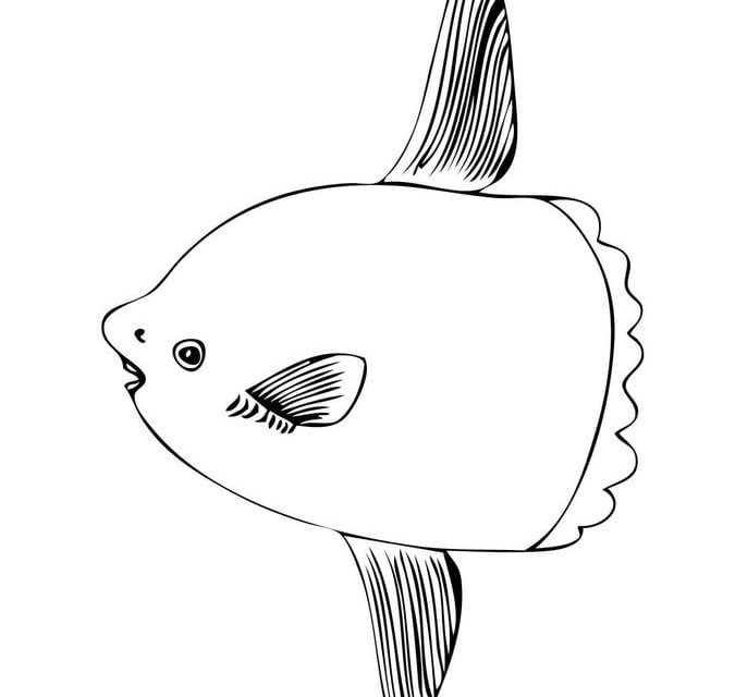 Coloring pages: Ocean Sunfish