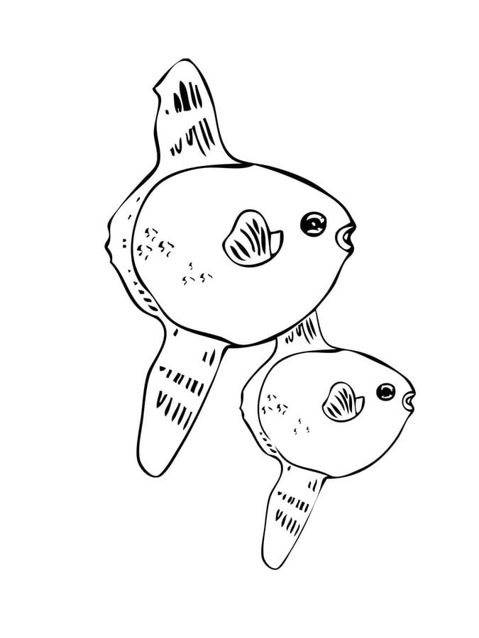 Coloring pages: Ocean Sunfish