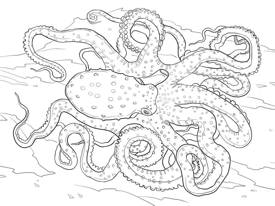 Coloriages: Octopodes