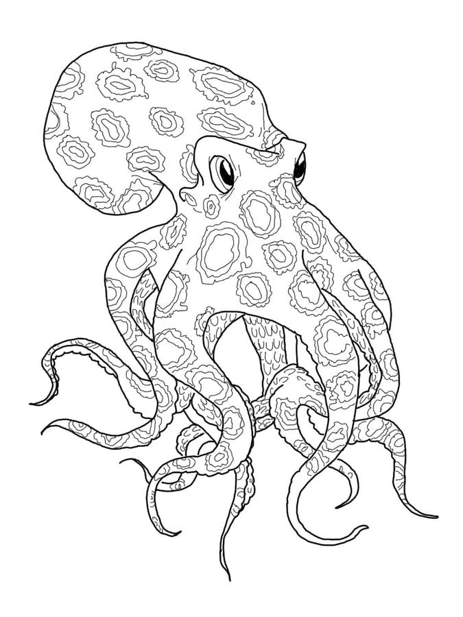 Coloriages: Octopodes
