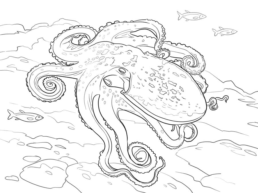 Coloring pages: Octopus